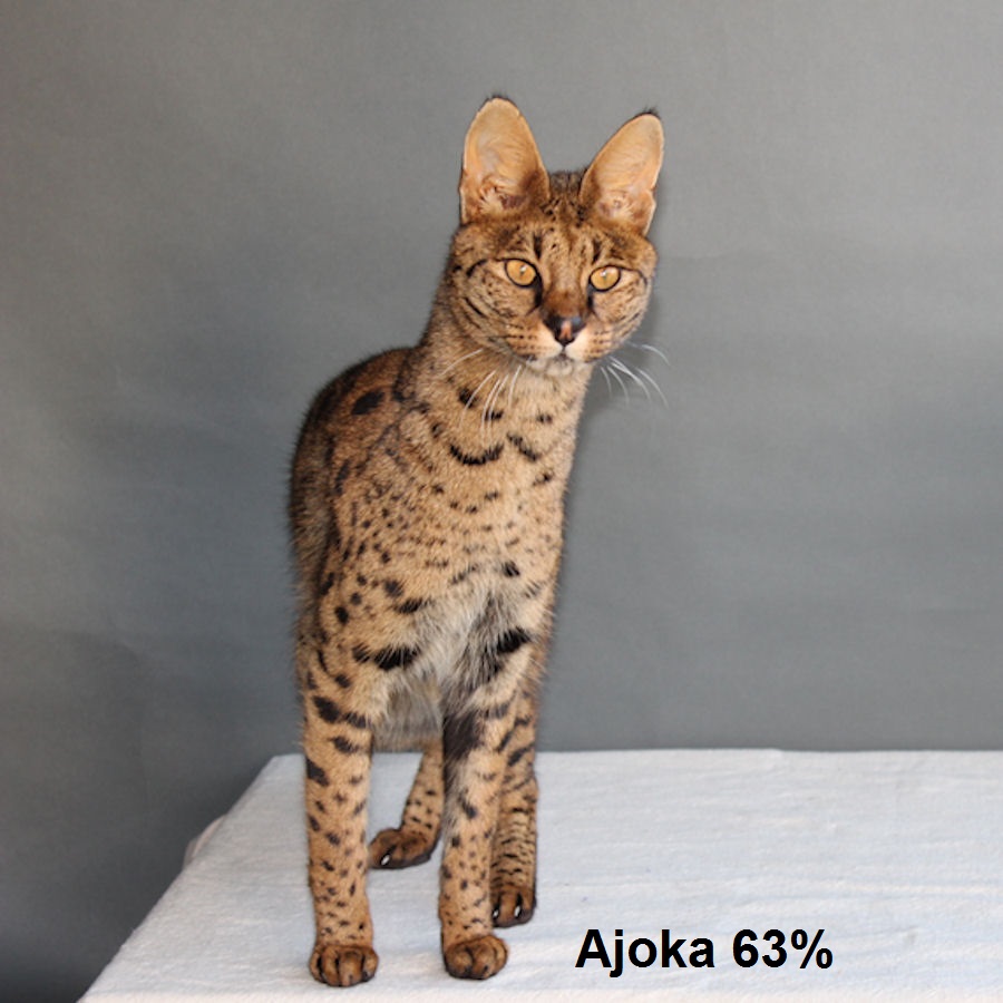 Savannah Kat Ajoka