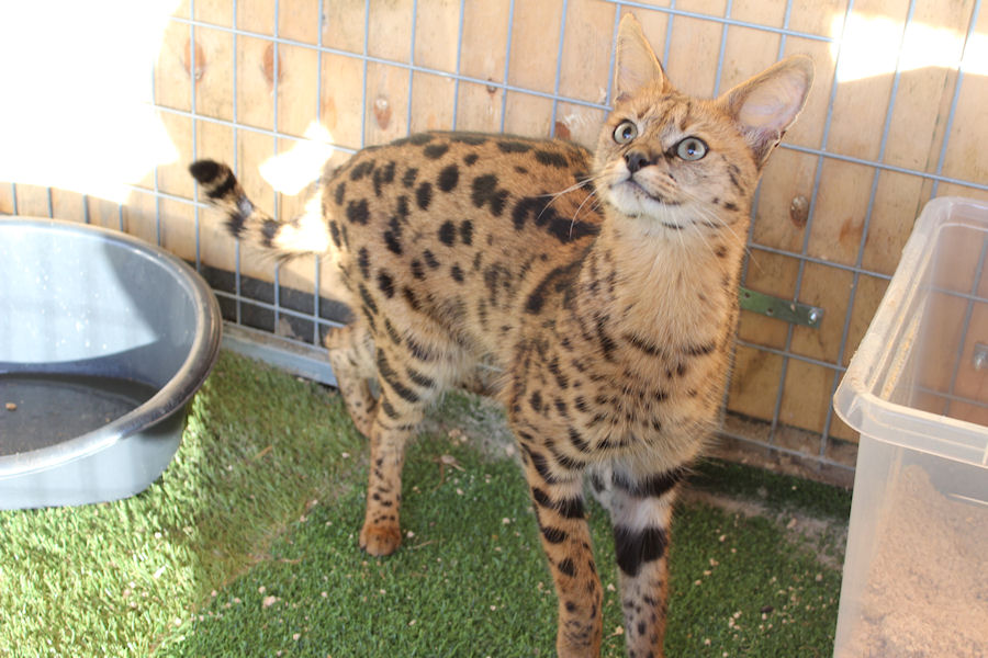 Savannah Kat F1 Prinses 2