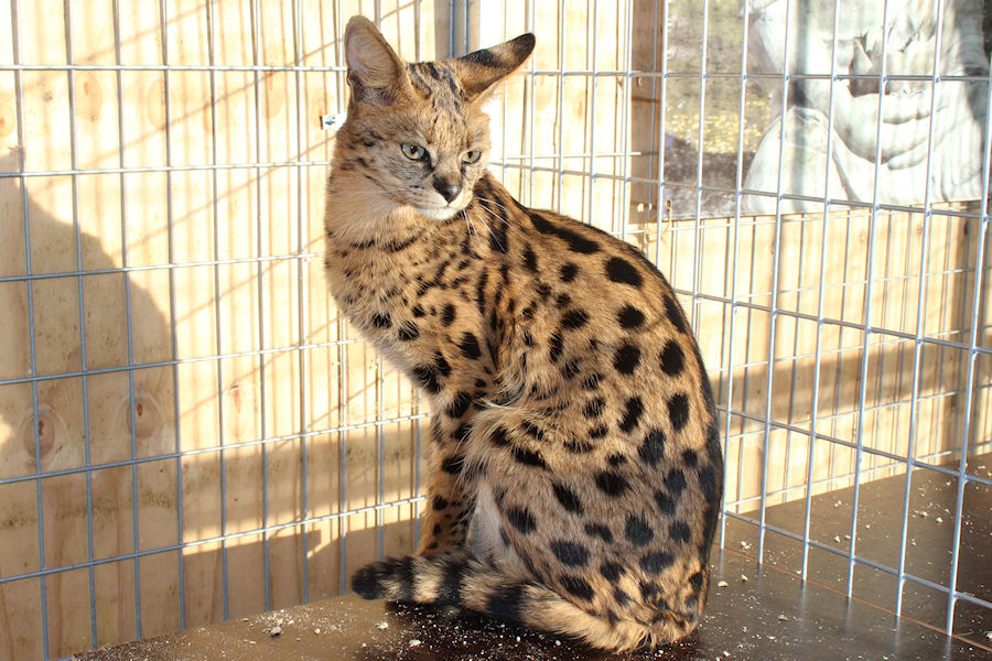 Savannah Kat F1 Prinses 3