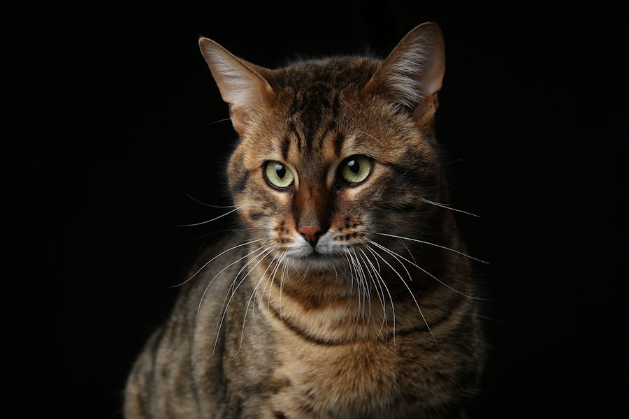 Savannah Kat Enzi