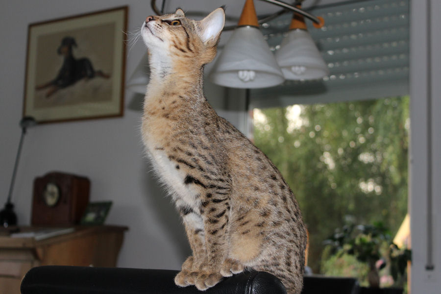 Savannah Kat Chloe 4