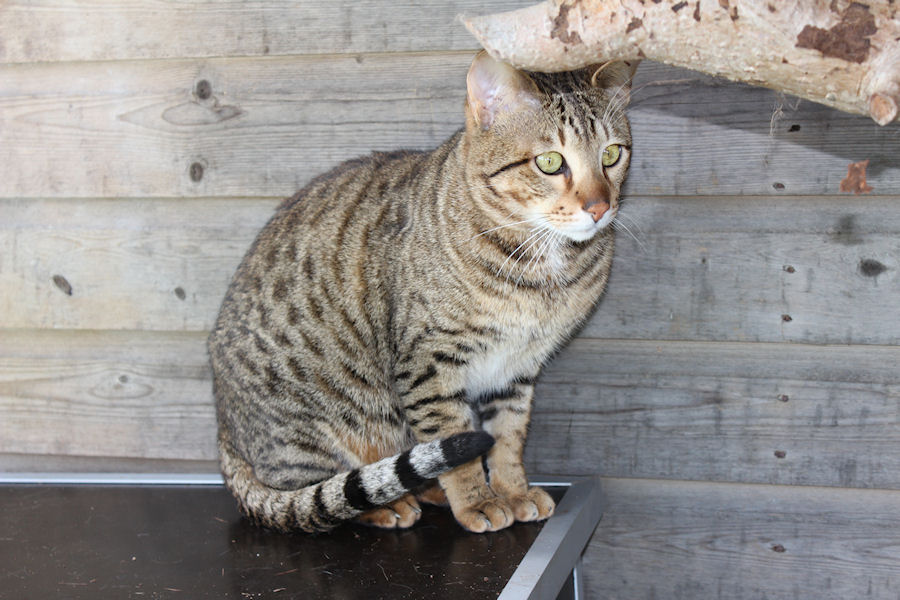 Savannah Kat Iwan 1