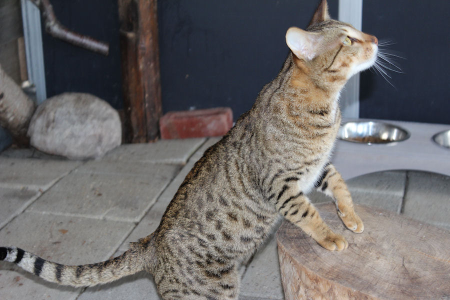 Savannah Kat Iwan 2