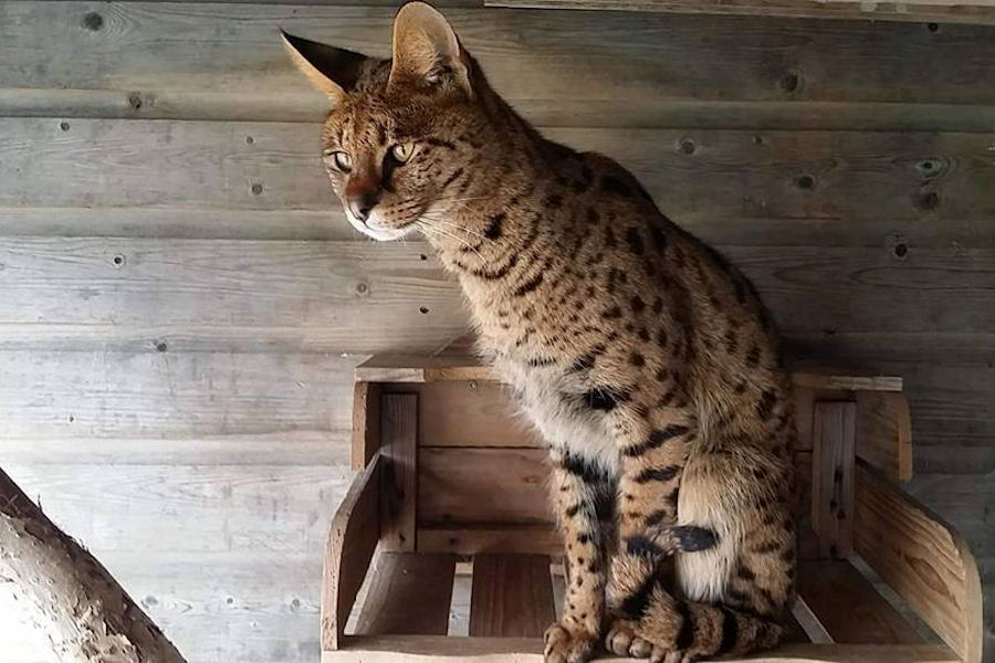 Savannah Kat Ahyoka 2