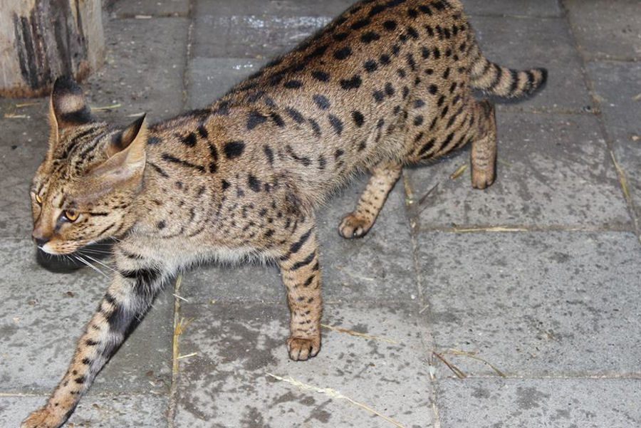 Savannah Kat Ahyoka 3