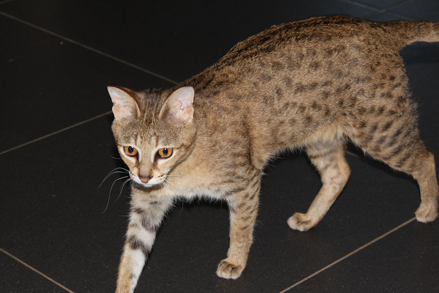 Savannah Kat Chloe 3
