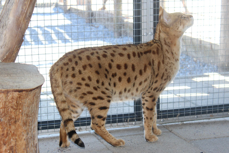 Savannah Kat Demi 2