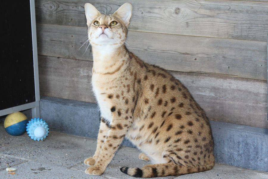 Savannah Kat Demi 3