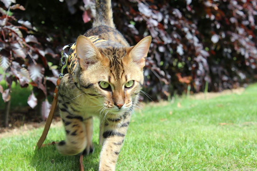 Savannah Kat Enzi 5