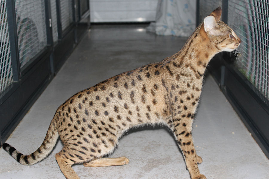 Savannah Poes Serena 4