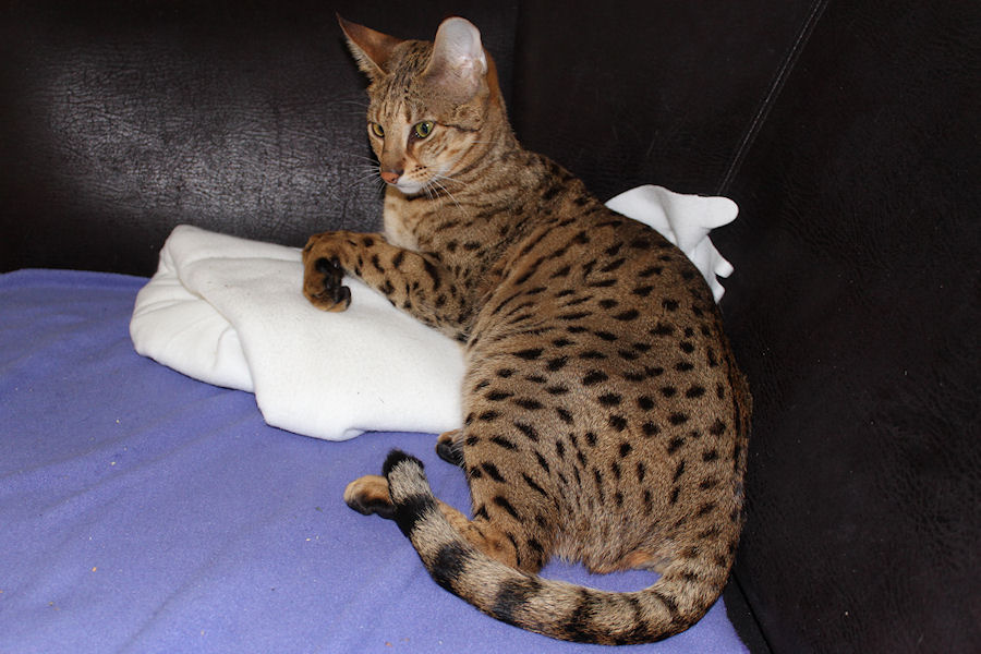 Savannah Poes Serena 5