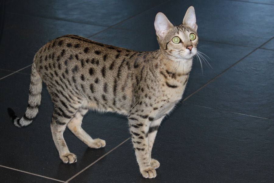 Savannah Kat Catelaya 1