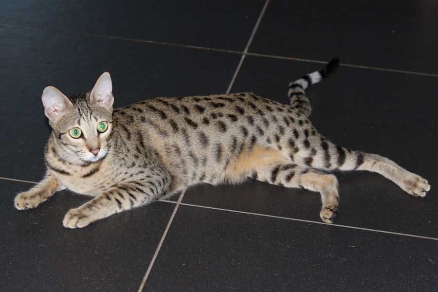 Savannah Kat Catelaya 3