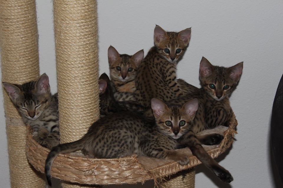 Savannah Kitten op krabpaal
