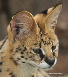 Kenmerken Serval