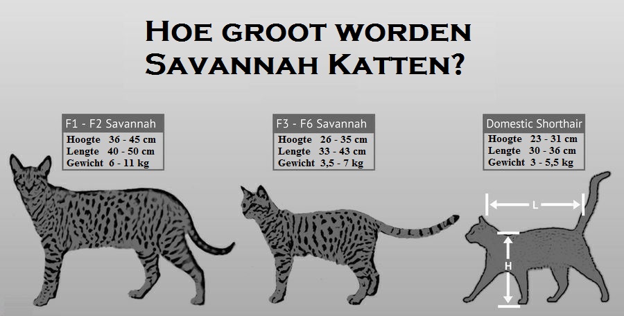 Savannah Kat Grootte