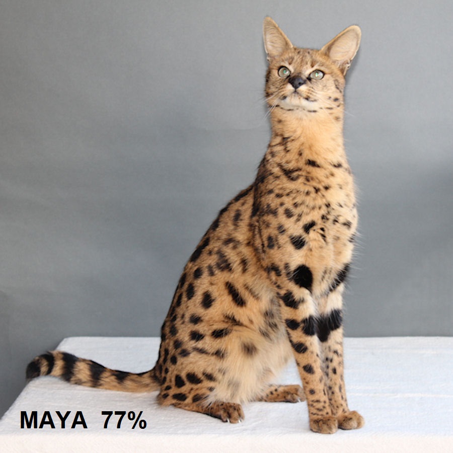 Savannah Kat Maya F1