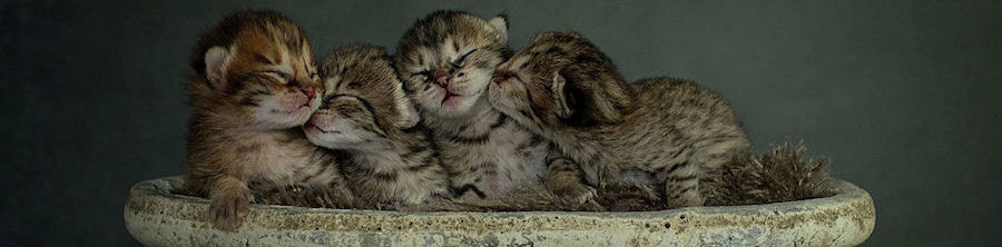 Savannah Kitten