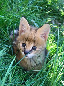 Jonge Serval Kat