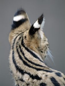 Servals springen