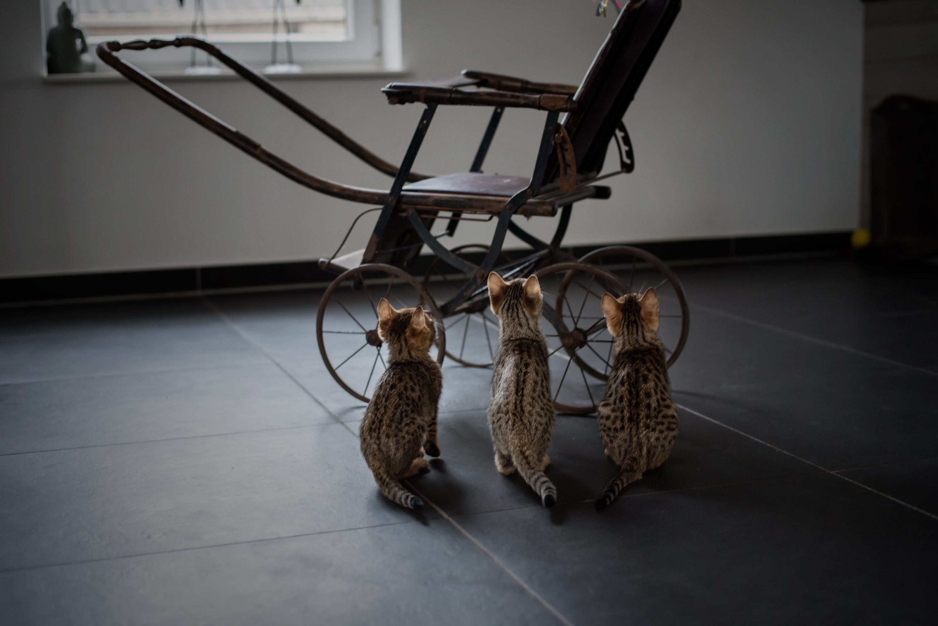 Savannah kittens photoshoot