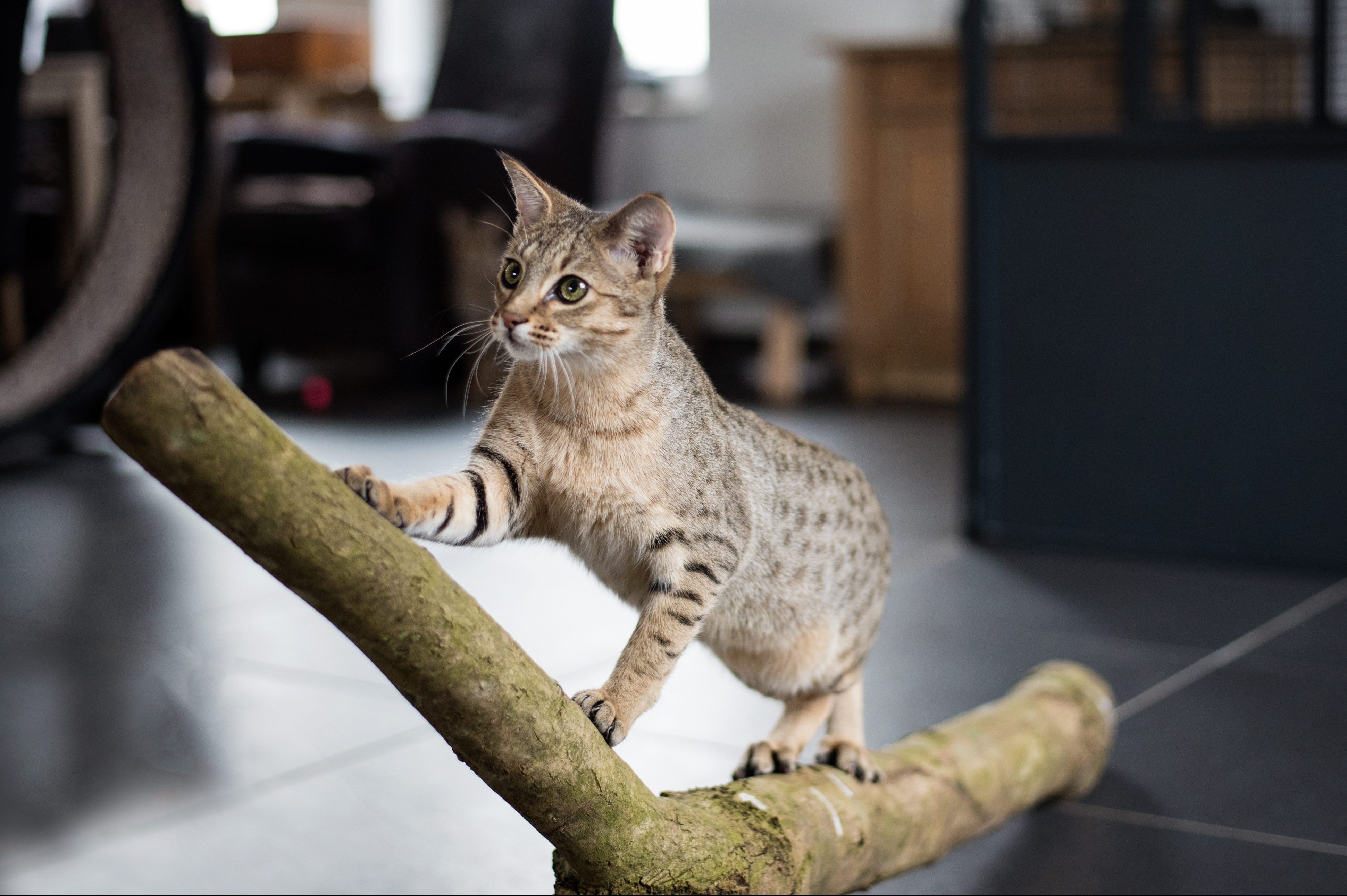 Savannah Kat