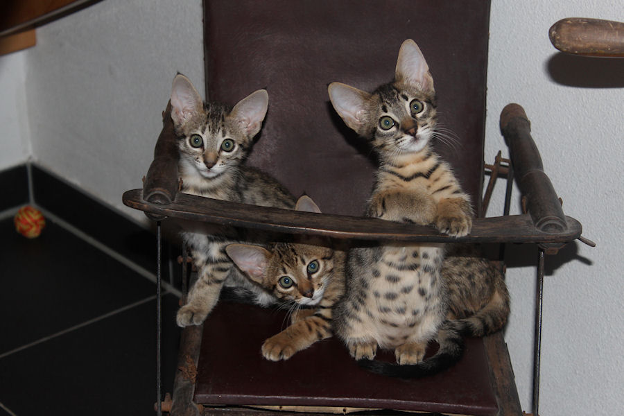 Savannah Kittens in stoel