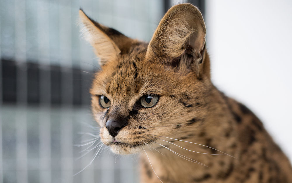 Savannah Kat Princess